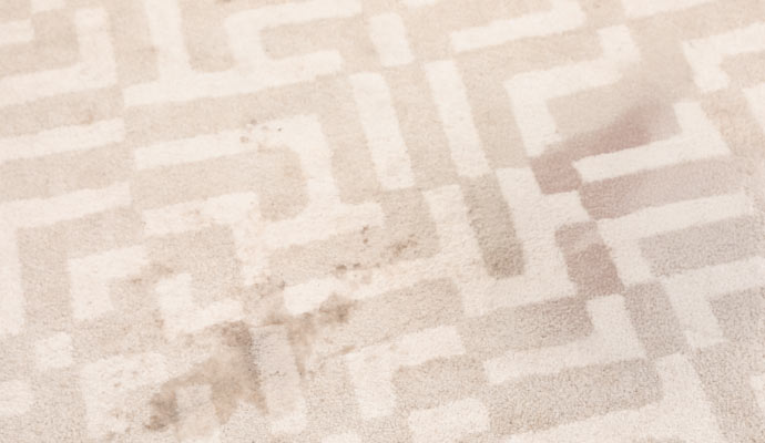 Visible pet stain on carpet